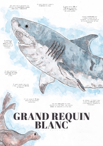 GRAND REQUIN BLANC